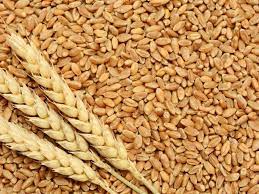 Afghanistan’s wheat production declines by over 6% this year