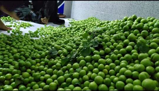 په لومړي ځل له کندهار څخه متحده عربي اماراتو ته د الوچو صادرات پيل شول