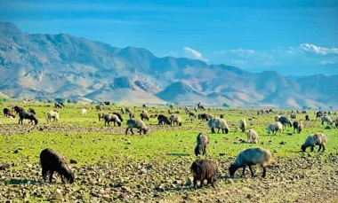 چاودنې دوه ماشومانو ته مرګ ژوبله واړوله